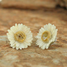 Load image into Gallery viewer, White Aster