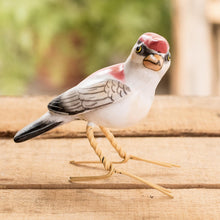 Load image into Gallery viewer, Araripe Manakin