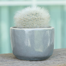 Load image into Gallery viewer, Grey Bud