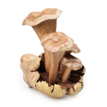 Load image into Gallery viewer, Eco-Friendly Jempinis and Benalu Wood Mushroom Sculpture - Mushroom Nature | NOVICA