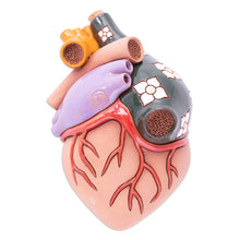 Load image into Gallery viewer, Hand-Painted Whimsical Realistic Ceramic Heart Figurine - Real Heart | NOVICA