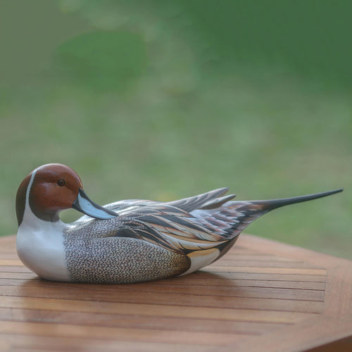 Posing Pintail Duck