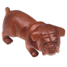 Load image into Gallery viewer, Hand Carved Suar Wood Bulldog Puppy Sculpture from Bali - Fierce Bulldog | NOVICA
