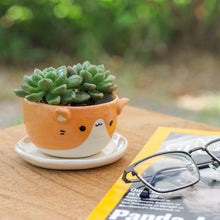 Load image into Gallery viewer, Ceramic Cat Mini Flower Pot with Saucer in Ivory and Orange - Kitty Energy | NOVICA
