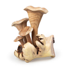 Load image into Gallery viewer, Eco-Friendly Jempinis and Benalu Wood Mushroom Sculpture - Mushroom Nature | NOVICA
