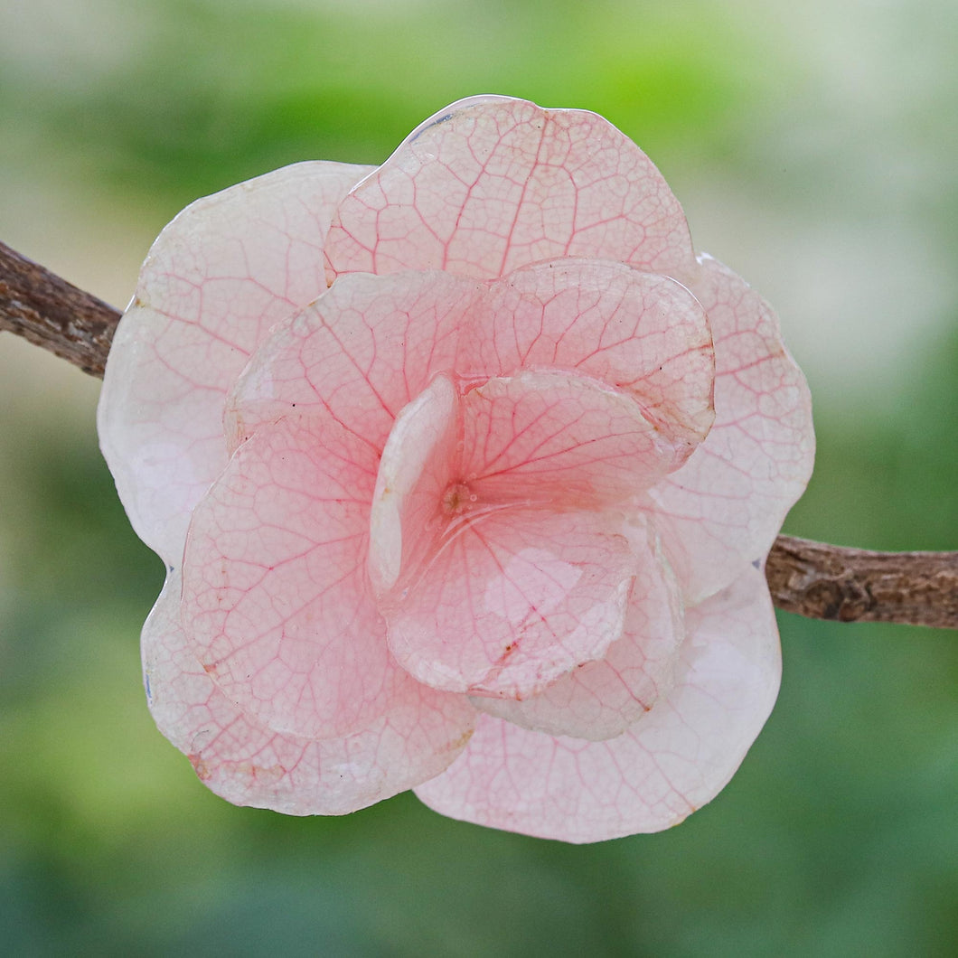 Pale Pink Hydrangea